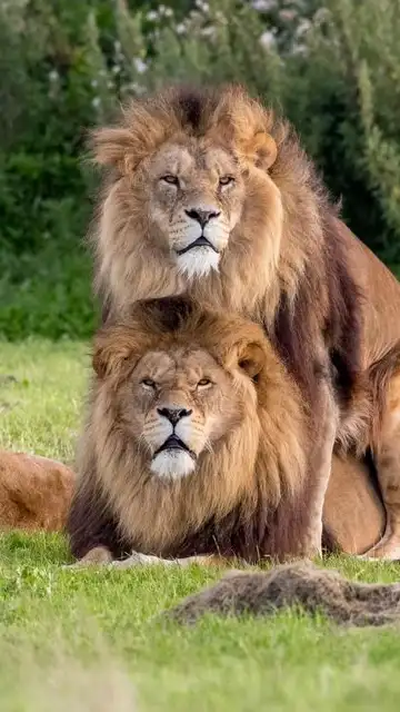 Dos leones practicando sexo en un parque natural de Reino Unido Dos leones practicando sexo en un parque natural de Reino Unido