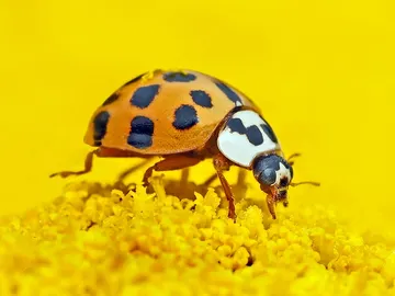 Mariquita Mariquita