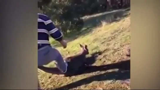 Detienen a un hombre por cortarle la garganta a un canguro en Australia  Detienen a un hombre por cortarle la garganta a un canguro en Australia
