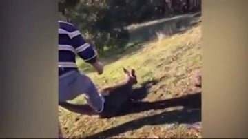 Detienen a un hombre por cortarle la garganta a un canguro en Australia 