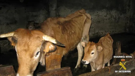 El Seprona encontró a los terneros rodeados de estiércol, sin comida y sin luz El Seprona encontró a los terneros rodeados de estiércol, sin comida y sin luz