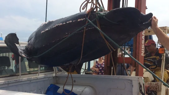 Capturan a una tortuga laud de más de 300 kilos muerta en aguas de Vilanova i la Geltrú Capturan a una tortuga laud de más de 300 kilos muerta en aguas de Vilanova i la Geltrú