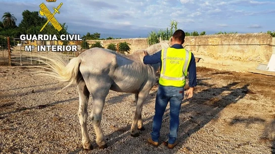 Caballo desnutrido rescatado por la Guardia Civil Caballo desnutrido rescatado por la Guardia Civil