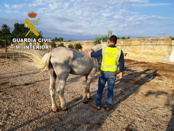 Caballo desnutrido rescatado por la Guardia Civil Caballo desnutrido rescatado por la Guardia Civil