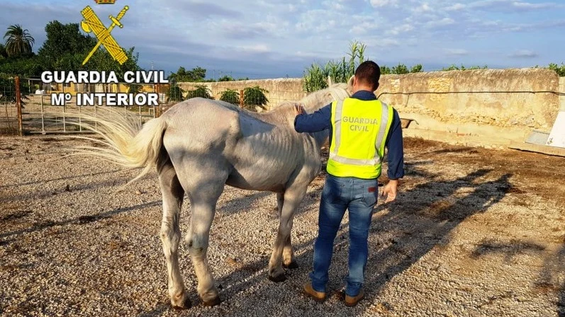 Caballo desnutrido rescatado por la Guardia Civil