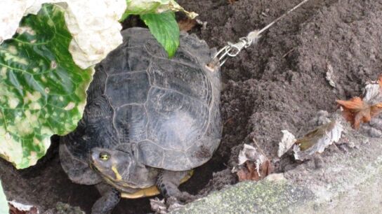 La tortuga, ataca con una cuerda
