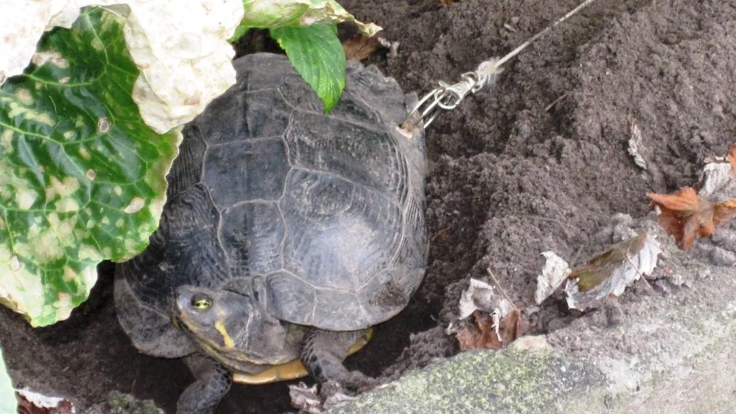 La tortuga, ataca con una cuerda La tortuga, ataca con una cuerda