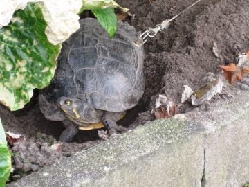 La tortuga, ataca con una cuerda La tortuga, ataca con una cuerda