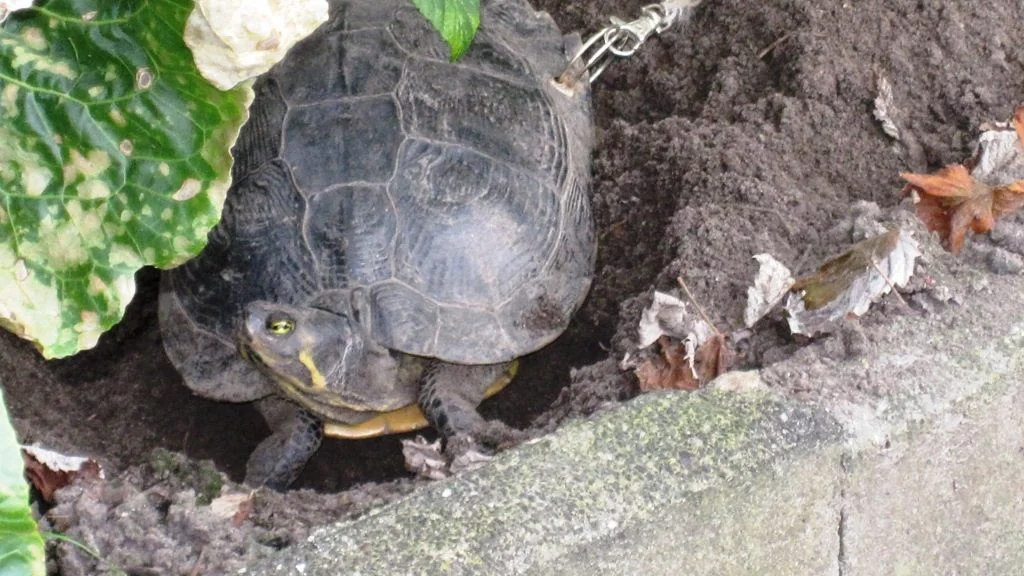 La tortuga, ataca con una cuerda La tortuga, ataca con una cuerda