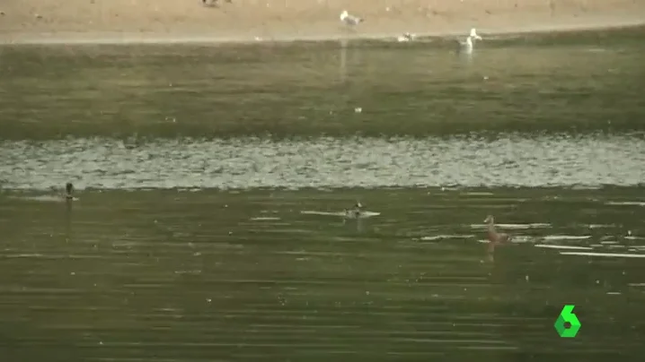 Los animalistas consiguen que en la asturiana Fiesta del Pato las aves no se cojan en el agua