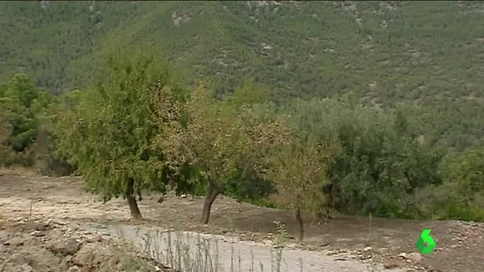 'Xylella fastidiosa', la bacteria que puede acabar con miles de árboles de España 'Xylella fastidiosa', la bacteria que puede acabar con miles de árboles de España