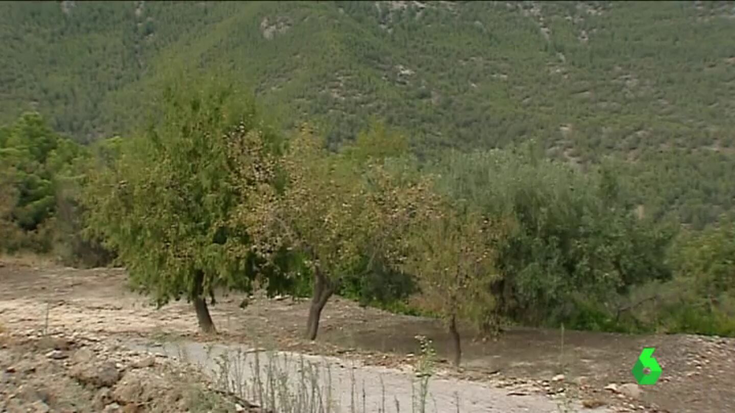 'Xylella fastidiosa', la bacteria que puede acabar con miles de &aacute;rboles de Espa&ntilde;a