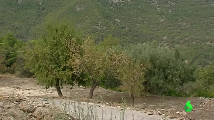 'Xylella fastidiosa', la bacteria que puede acabar con miles de árboles de España