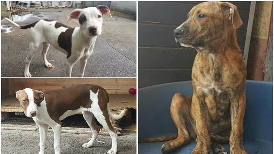 Estos son los tres perros que fueron robados Estos son los tres perros que fueron robados