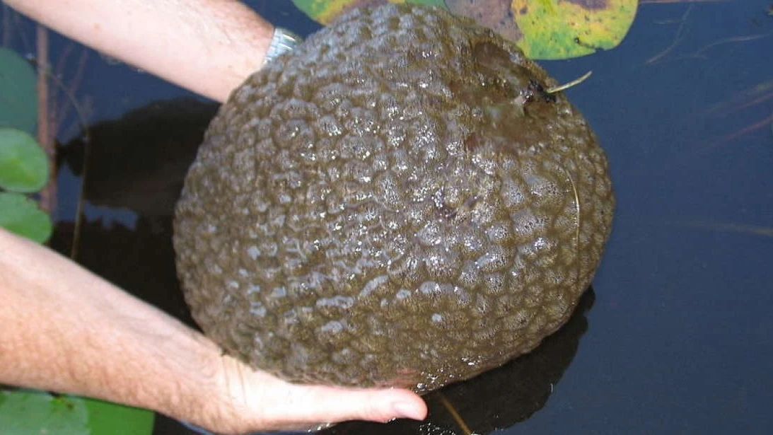 Extraña 'criatura' encontrada en un lago de Canadá