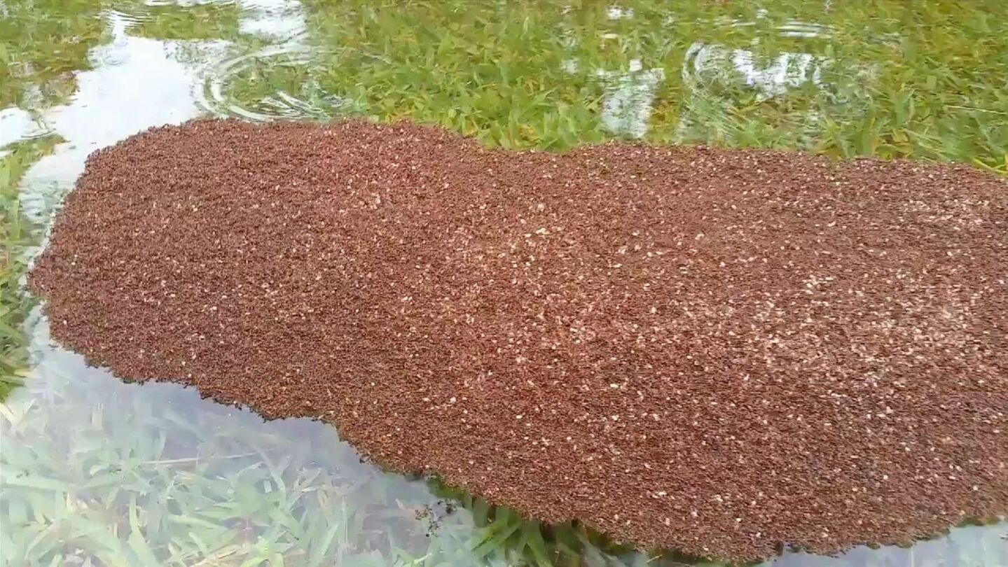 Hormigas rojas en masa tras el paso del hurac&aacute;n Harvey