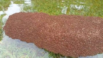 Hormigas rojas en masa tras el paso del huracán Harvey