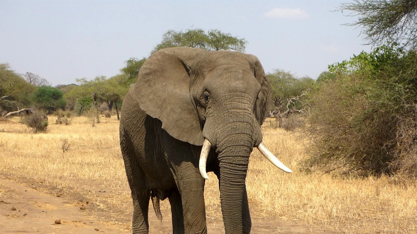 Imagen de archivo de un elefante Imagen de archivo de un elefante