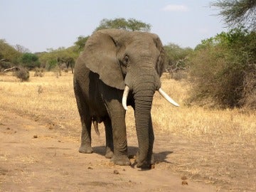 Imagen de archivo de un elefante Imagen de archivo de un elefante
