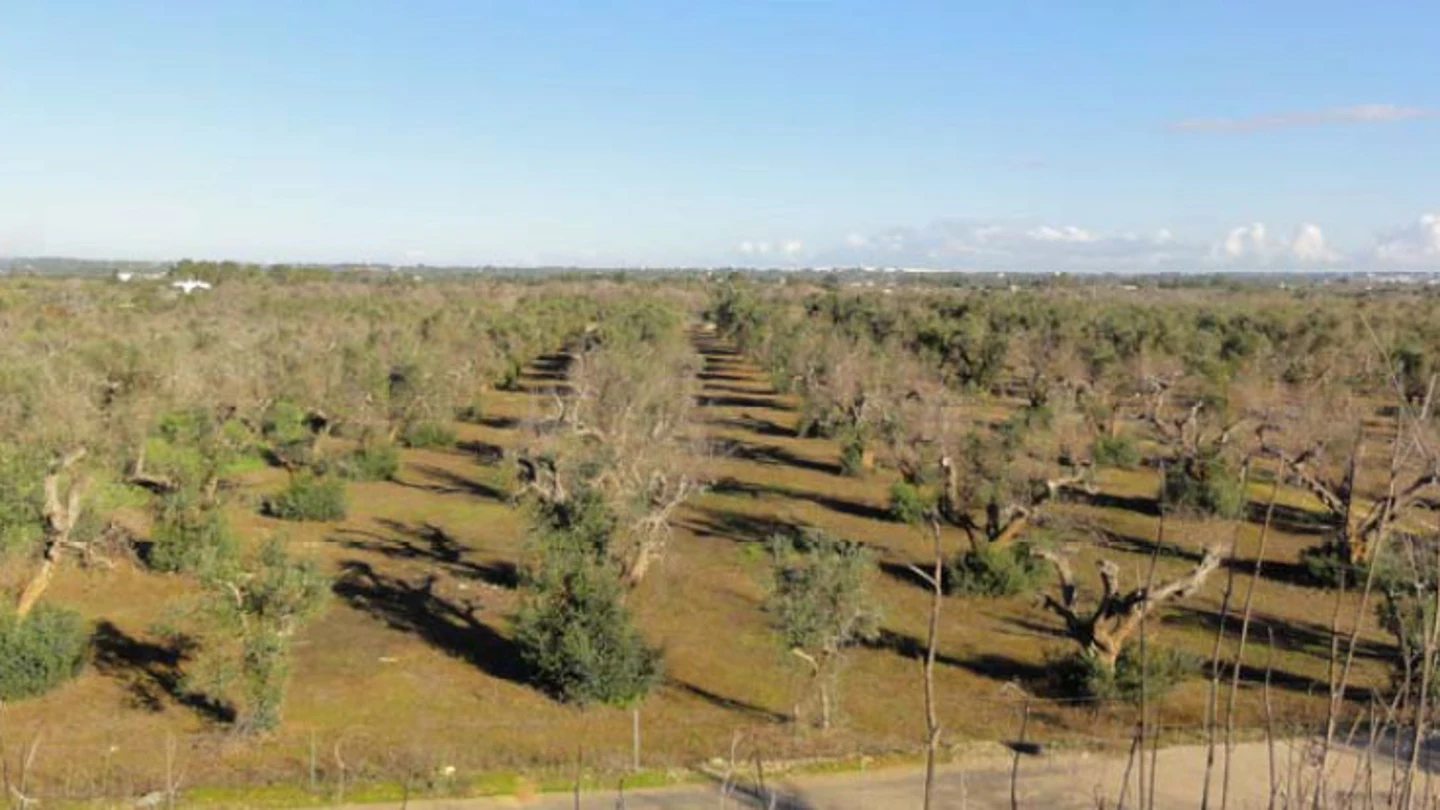 Plantación de olivos afectada por la bacteria Xileya fastidiosa Plantación de olivos
