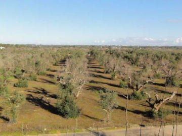 Plantación de olivos afectada por la bacteria Xileya fastidiosa Plantación de olivos afectada por la bacteria Xileya fastidiosa