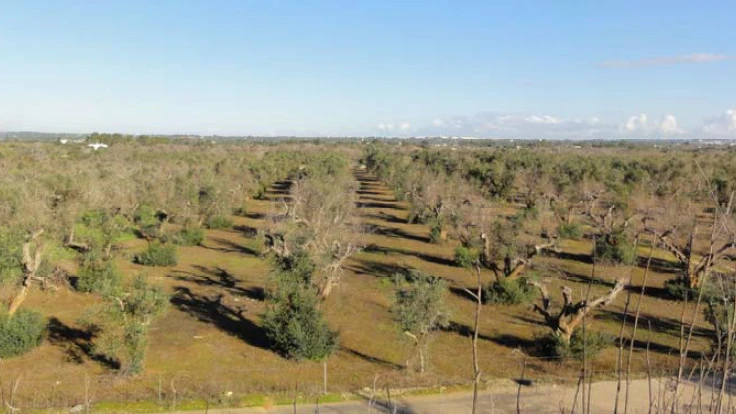 Plantación de olivos