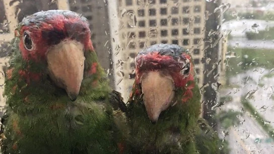 Dos loros piden refugio durante el huracán Irma Dos loros piden refugio durante el huracán Irma