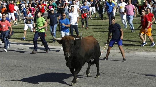 Toro de la Vega 2017 Toro de la Vega 2017