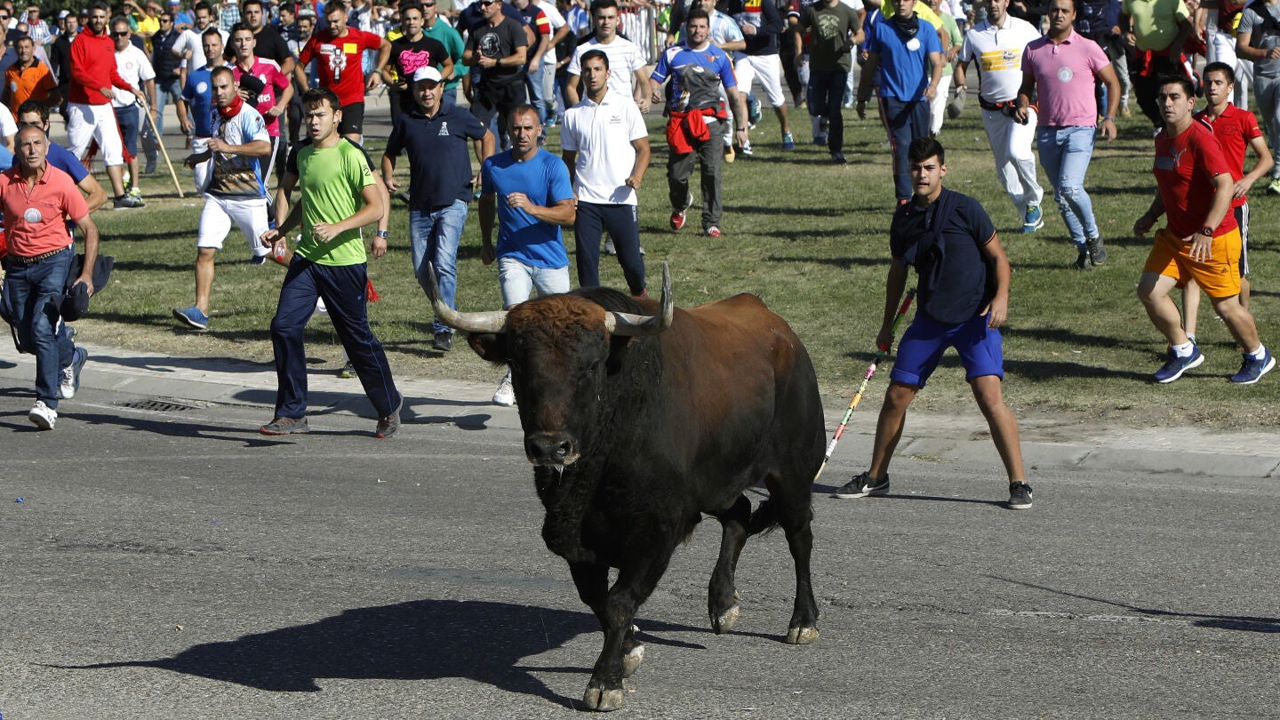 Toro de la Vega 2017