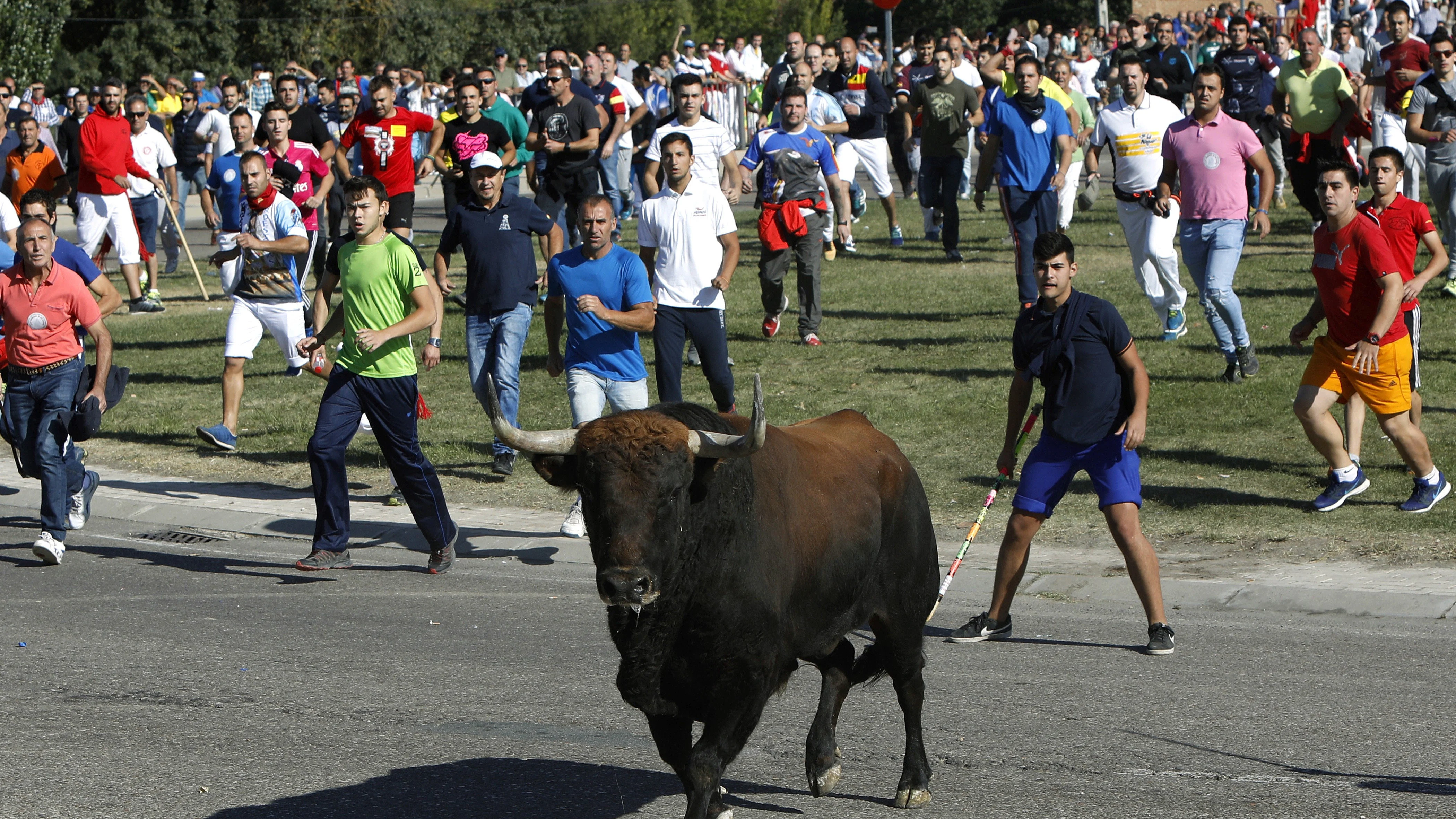 Toro de la Vega 2017 Toro de la Vega 2017