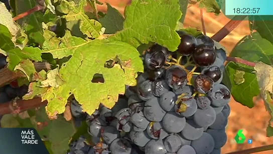 viñedo viñedo