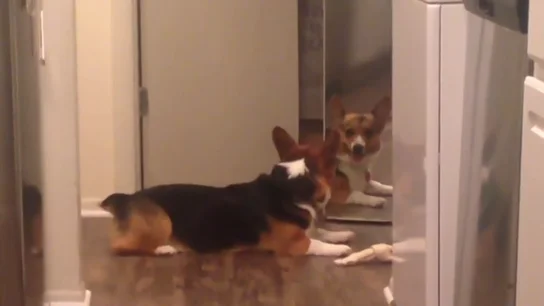 La adorable reacción de un perro al intentar compartir un hueso con su propio reflejo La adorable reacción de un perro al intentar compartir un hueso con su propio reflejo