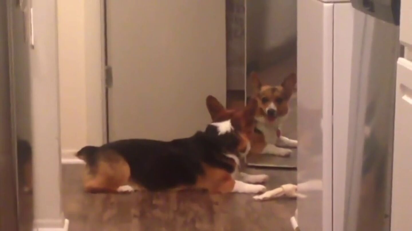 La adorable reacci&oacute;n de un perro al intentar compartir un hueso con su propio reflejo