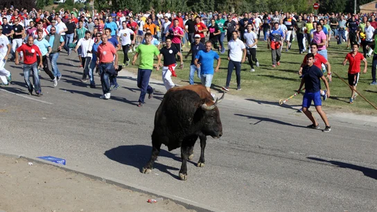 Imagen del Toro de la Vega 2017 en Tordesillas Imagen del Toro de la Vega 2017 en Tordesillas
