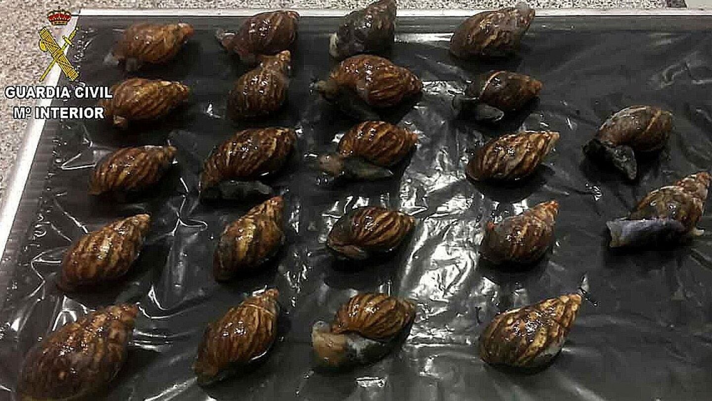 Caracoles gigantes incautados en el aeropuerto de Bilbao