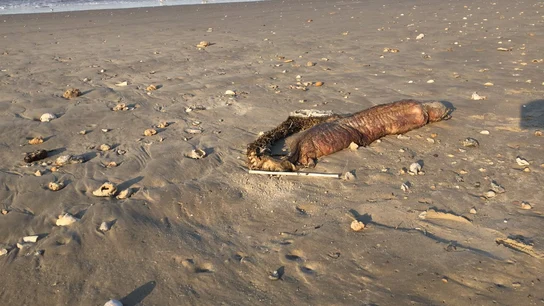 Criatura encontrada en una playa de Texas tras el paso del huracán  Criatura encontrada en una playa de Texas tras el paso del huracán