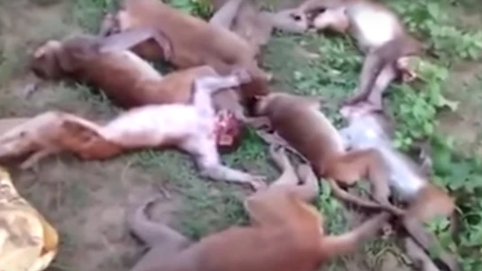 12 monos muertos en La India debido a un infarto 12 monos muertos en La India debido a un infarto
