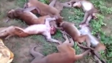 12 monos muertos en La India debido a un infarto