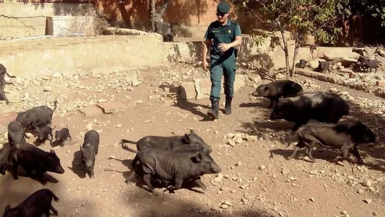 Los 32 cerdos vietnamitas presentaban graves signos de desnutrición Los 32 cerdos vietnamitas presentaban graves signos de desnutrición