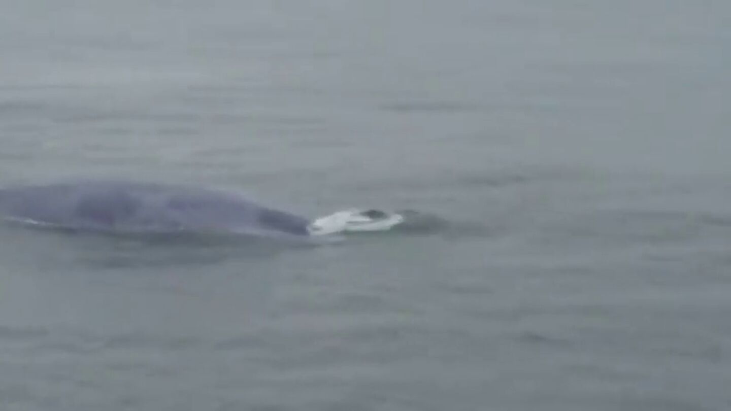 Confirman el hist&oacute;rico avistamiento de una ballena azul en las R&iacute;as Baixas