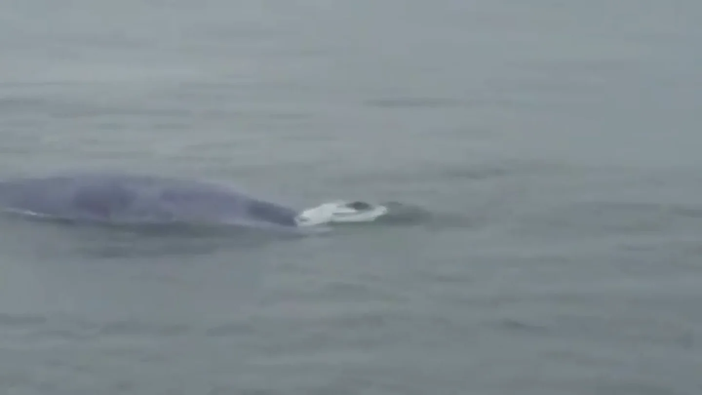 Confirman el histórico avistamiento de una ballena azul en las Rías Baixas Confirman el histórico avistamiento de una ballena azul en las Rías Baixas