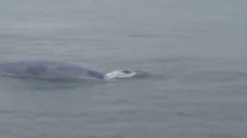 Confirman el histórico avistamiento de una ballena azul en las Rías Baixas