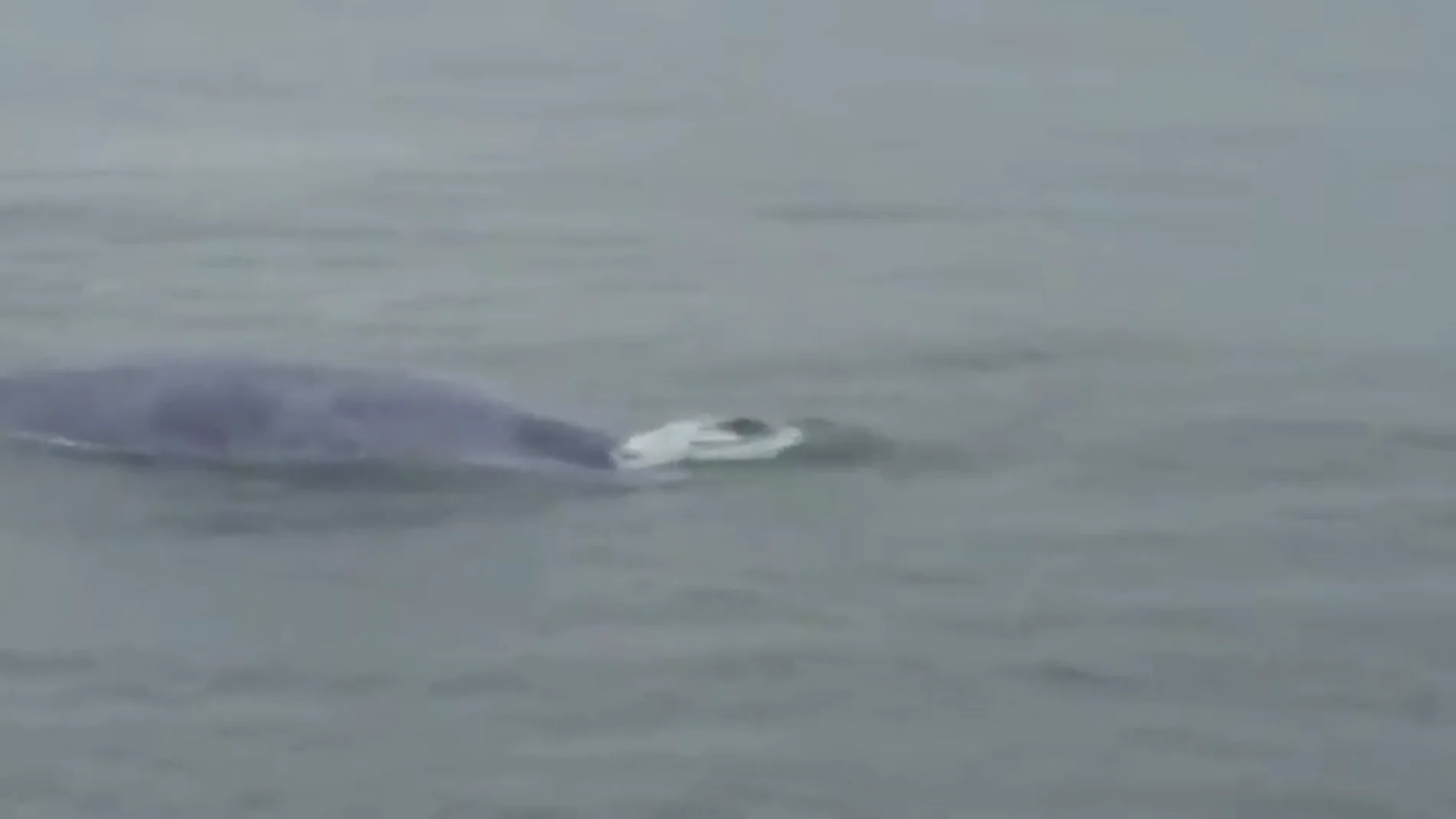 Confirman el histórico avistamiento de una ballena azul en las Rías Baixas