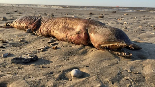 Criatura encontrada en una playa de Texas tras el paso del huracán Harvey Criatura encontrada en una playa de Texas tras el paso del huracán Harvey Twitter / @preetalina