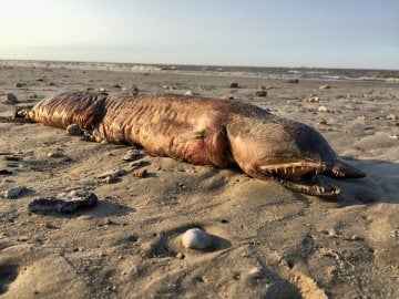 Criatura encontrada en una playa de Texas tras el paso del huracán Harvey Criatura encontrada en una playa de Texas tras el paso del huracán Harvey