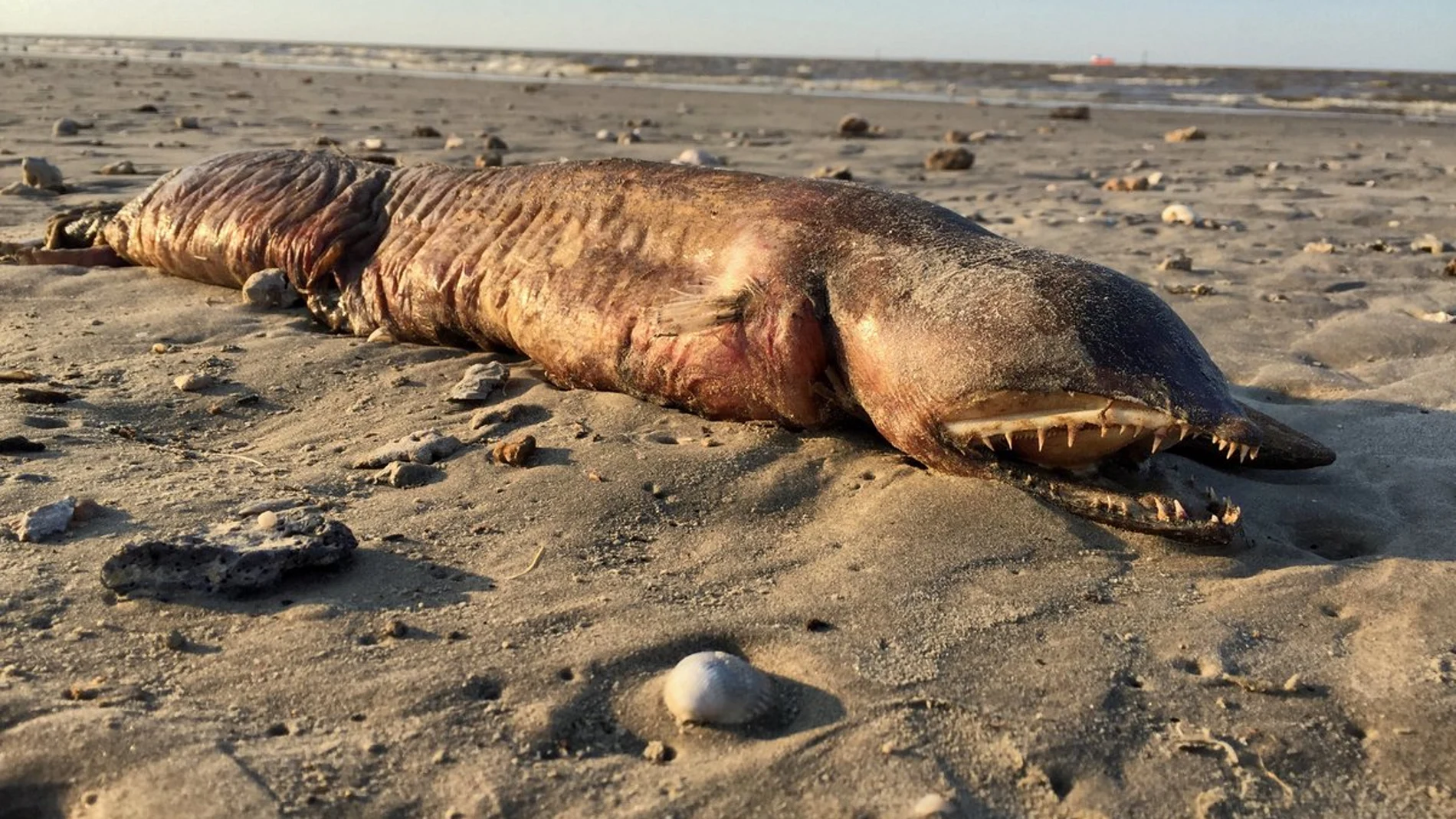 Criatura encontrada en una playa de Texas tras el paso del huracán Harvey