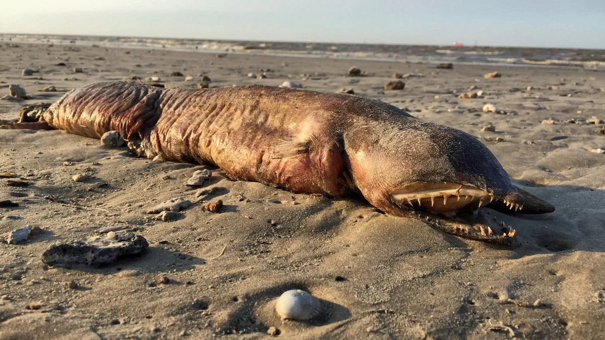 Criatura encontrada en una playa de Texas tras el paso del huracán Harvey Twitter / @preetalina