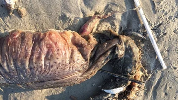 Criatura encontrada en una playa de Texas tras el paso del huracán 