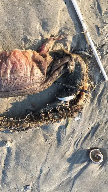 Criatura encontrada en una playa de Texas tras el paso del huracán  Criatura encontrada en una playa de Texas tras el paso del huracán