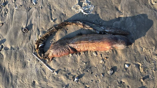 Criatura encontrada en una playa de Texas tras el paso del huracán Criatura encontrada en una playa de Texas tras el paso del huracán Harvey Twitter / @preetalina